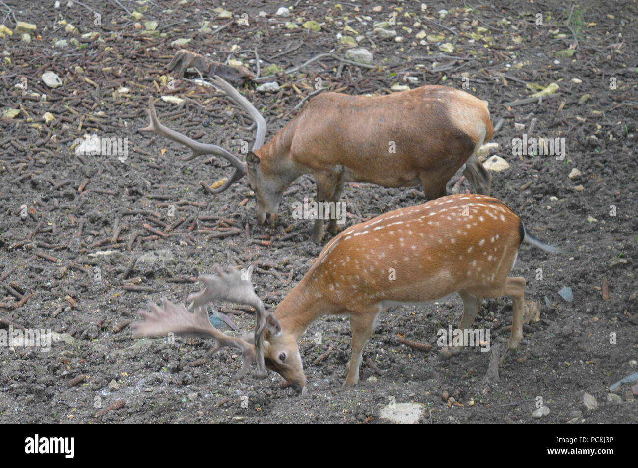 Rehe im Botanischen Garten Stockfoto