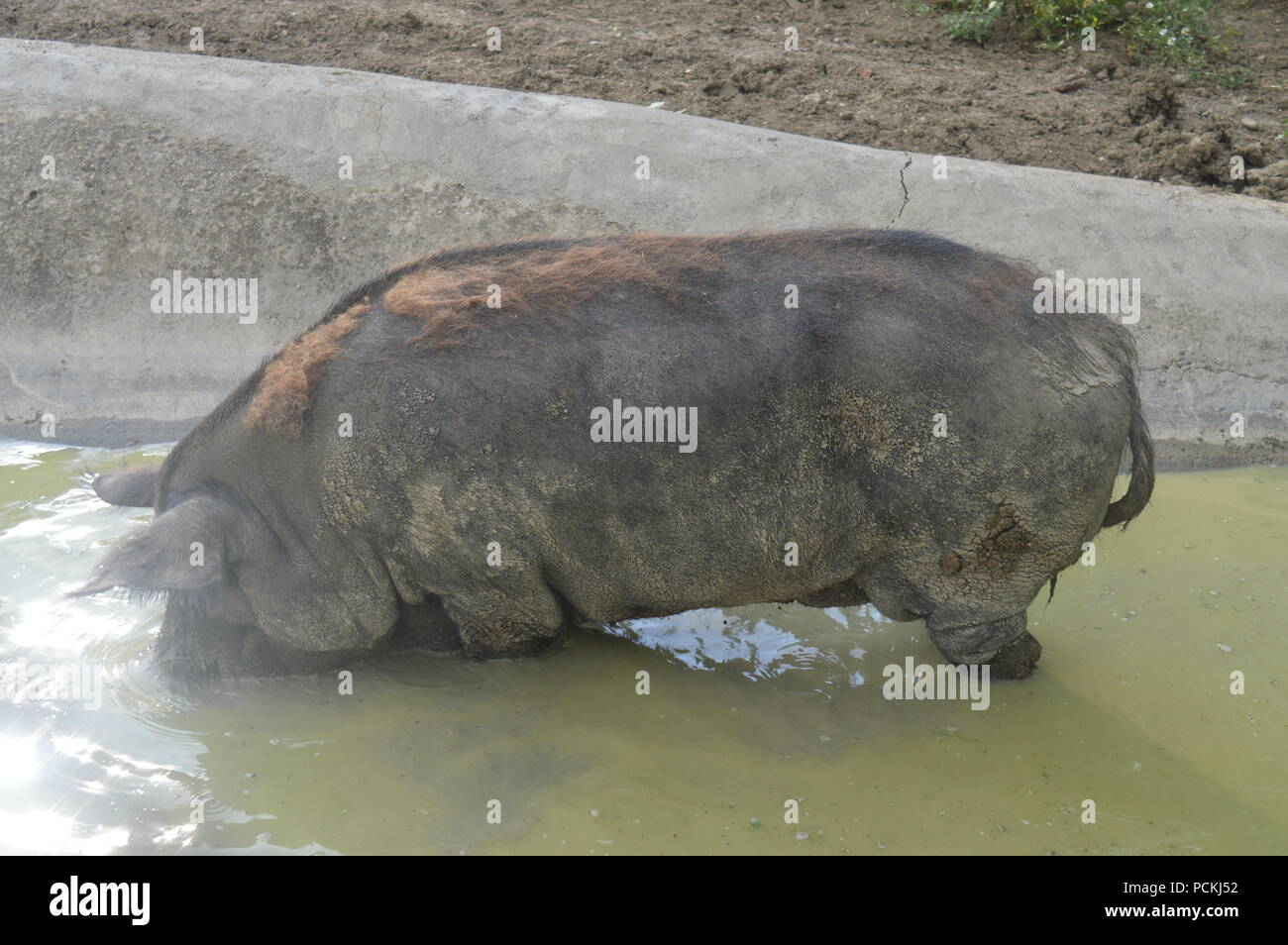 Wildschwein Stockfoto