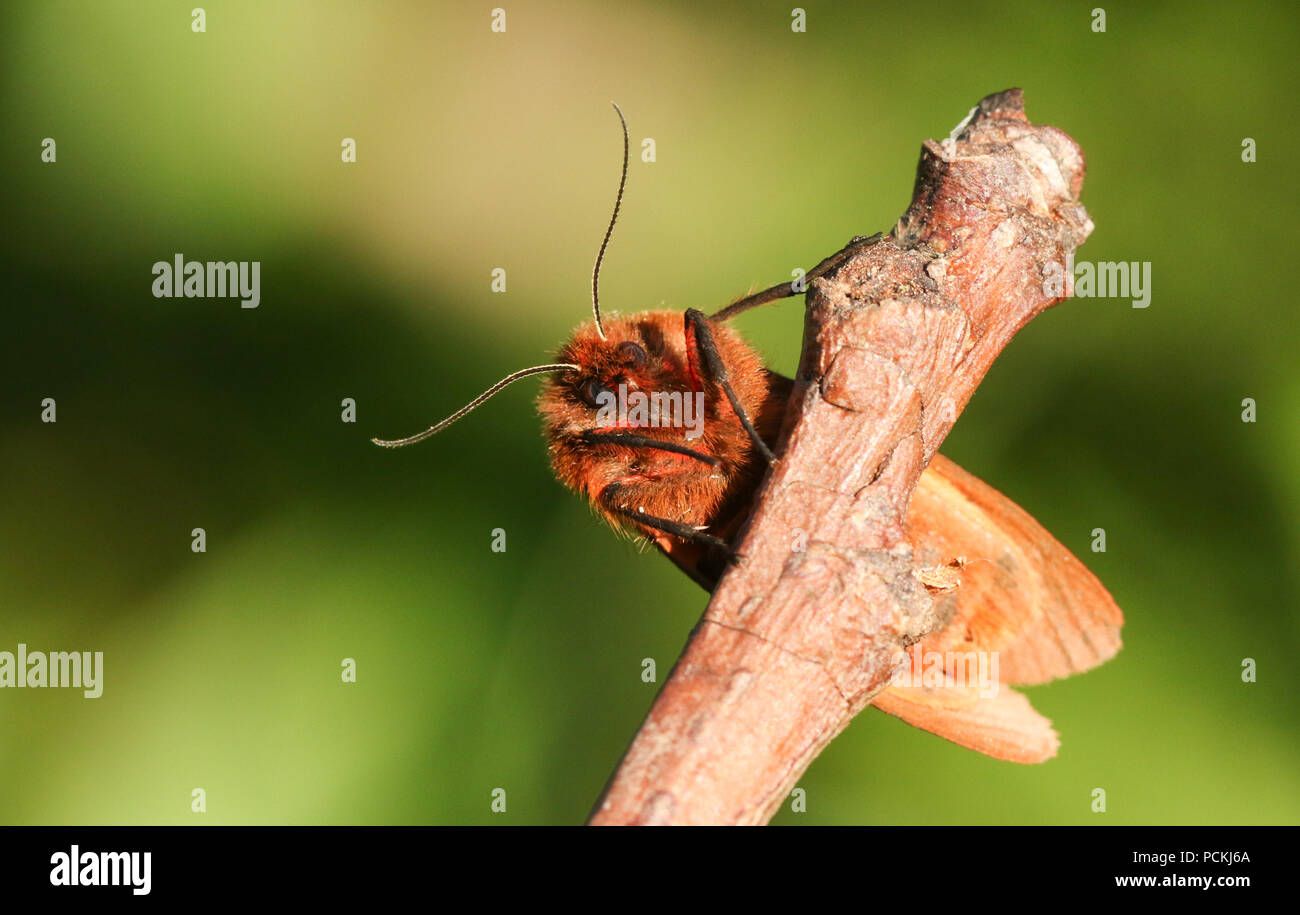 Eine hübsche Ruby Tiger Moth (Phragmatobia fuliginosa) hocken auf einem Zweig. Stockfoto