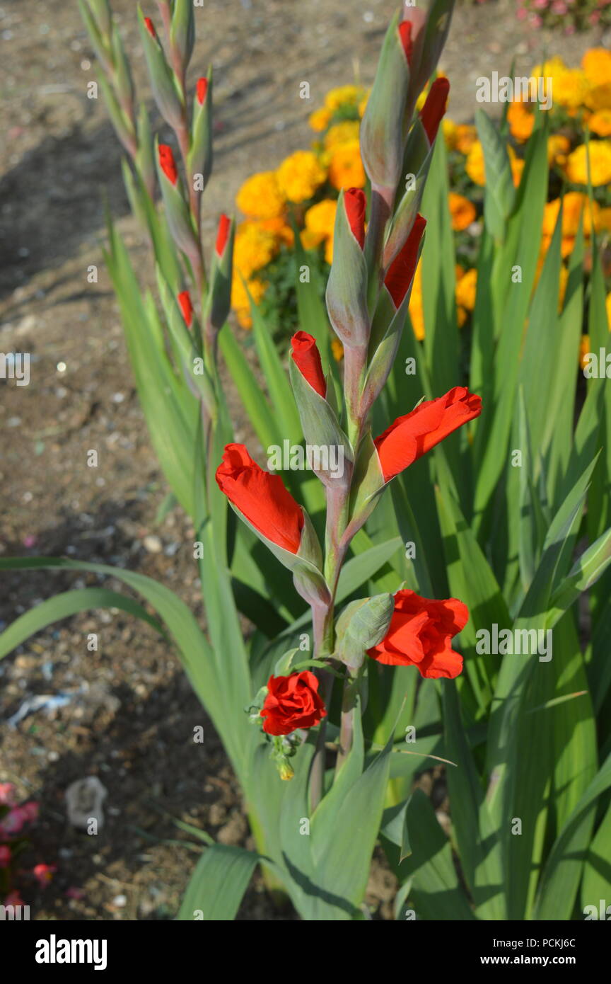 Gladiolus flower buds Fotos und Bildmaterial in hoher Auflösung Alamy