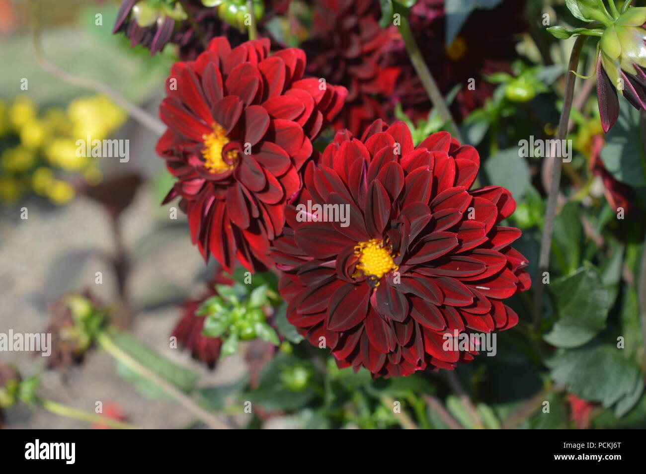 Zinnia elegans in einem Garten Stockfoto