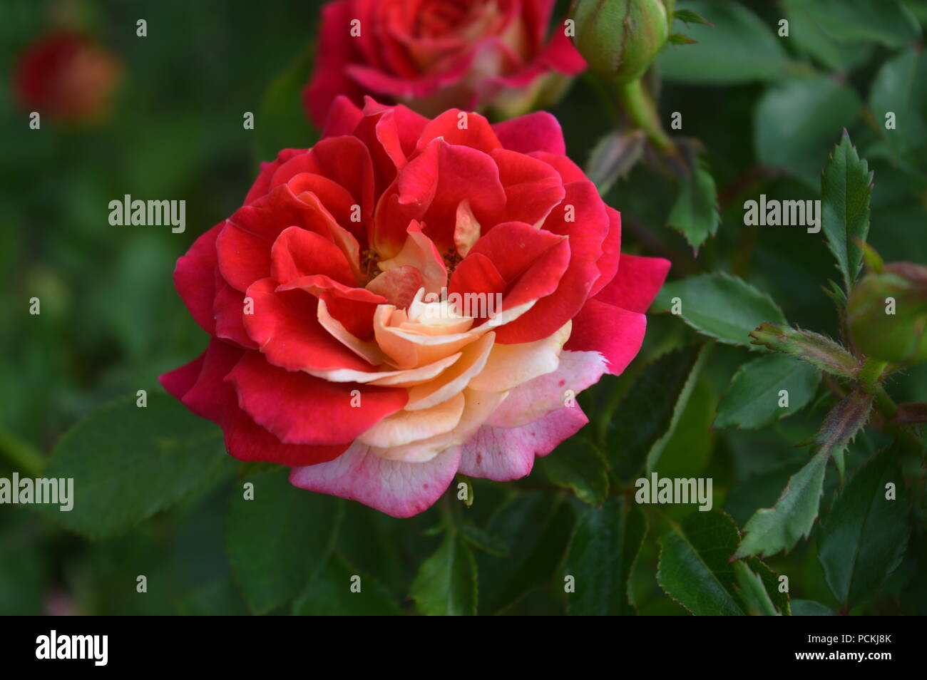 Rose Mehrfarbig Stockfoto