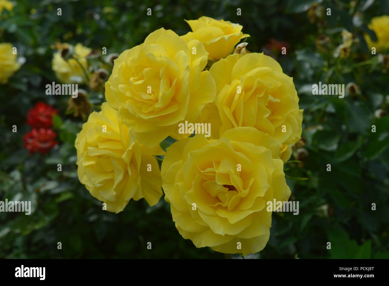 Gelbe Rosen im Garten Stockfoto