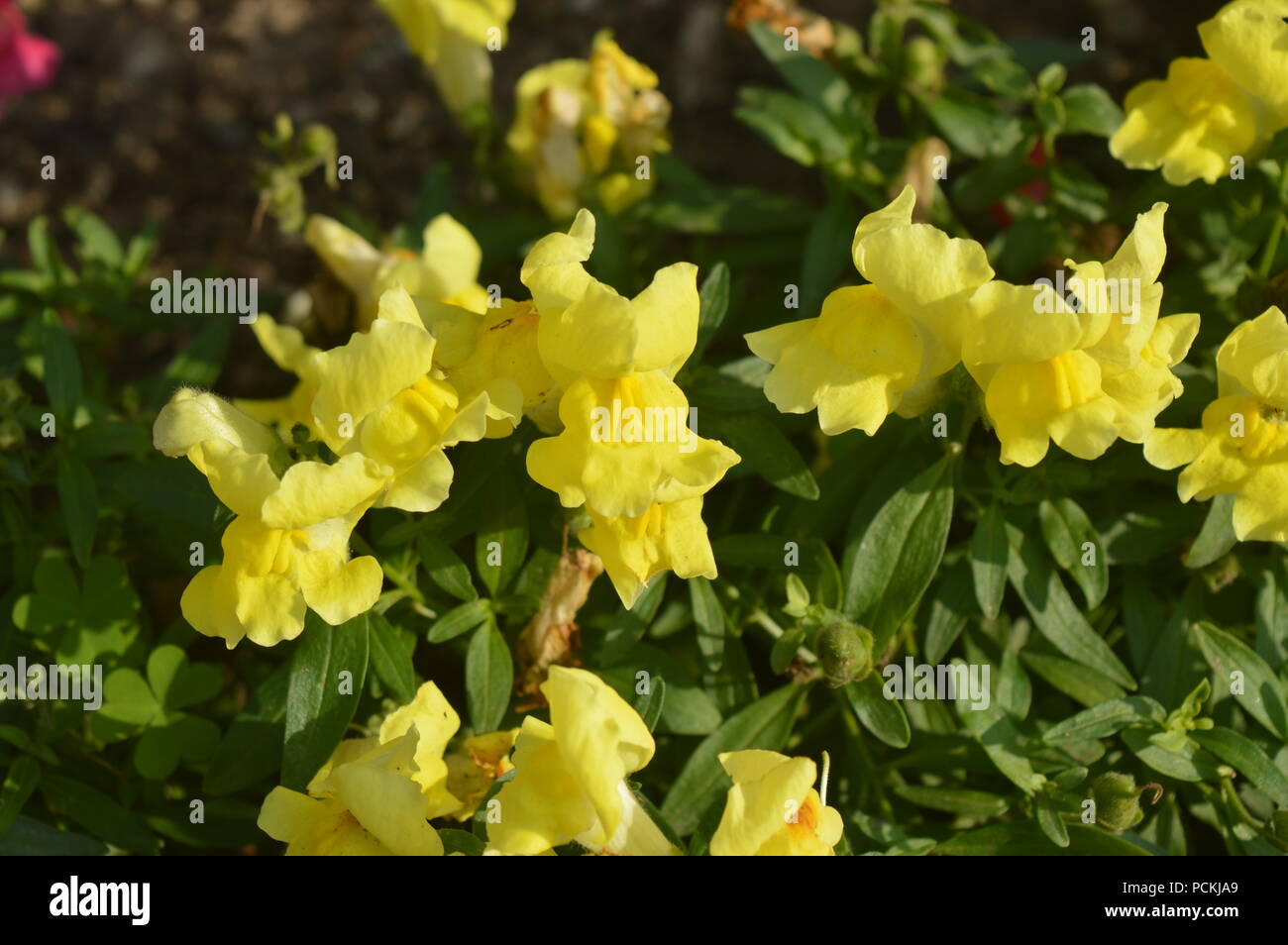 Drache Blumen in einem Garten Stockfoto