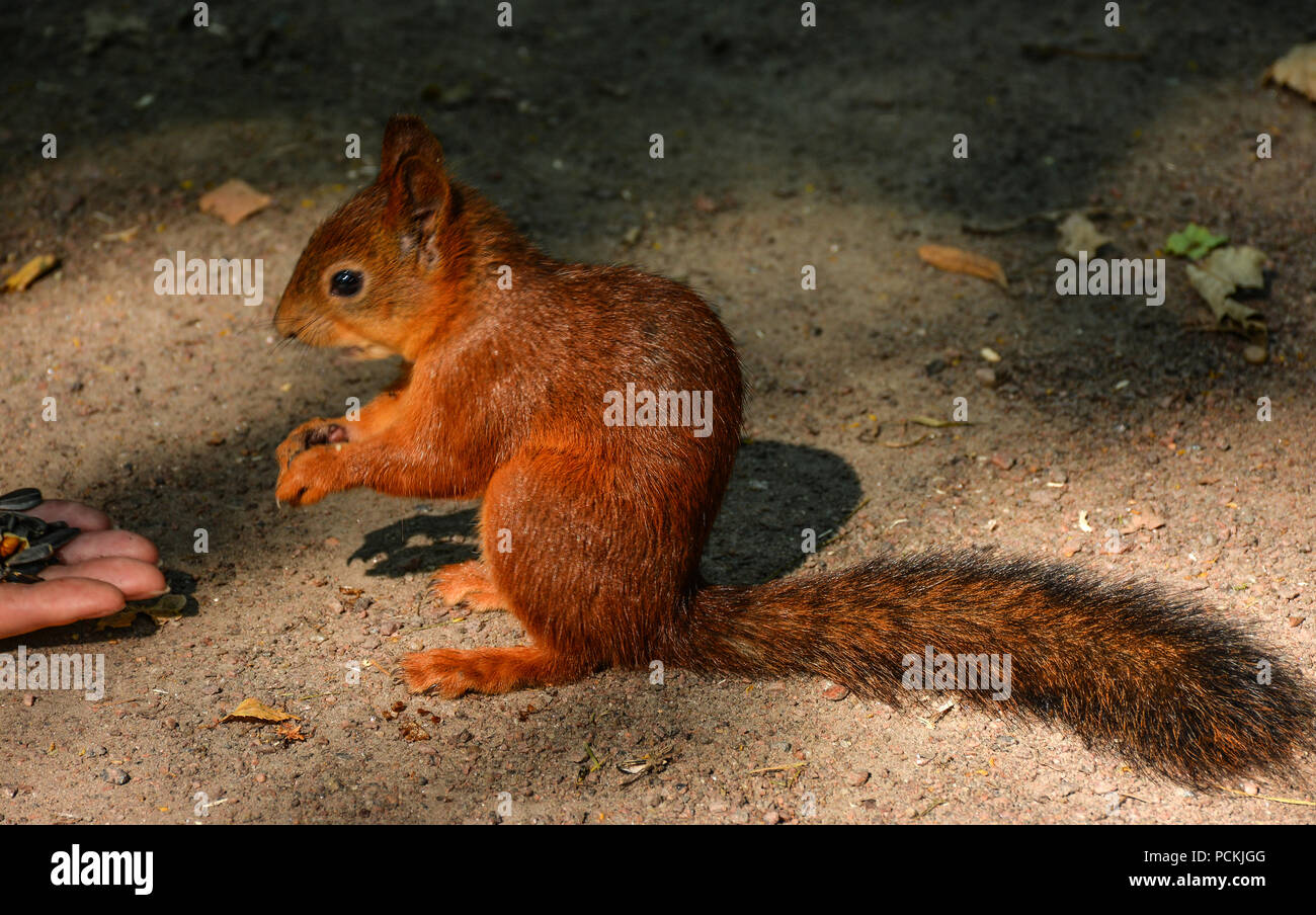 Fütterung Eichhörnchen im Park von Pawlowsk. St. Petersburg, Russland. Stockfoto