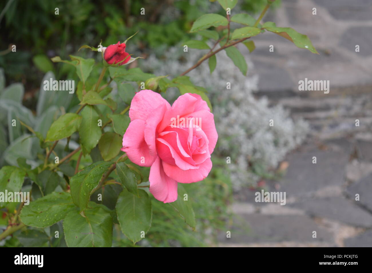 Garten Rose auf eine Gasse Stockfoto