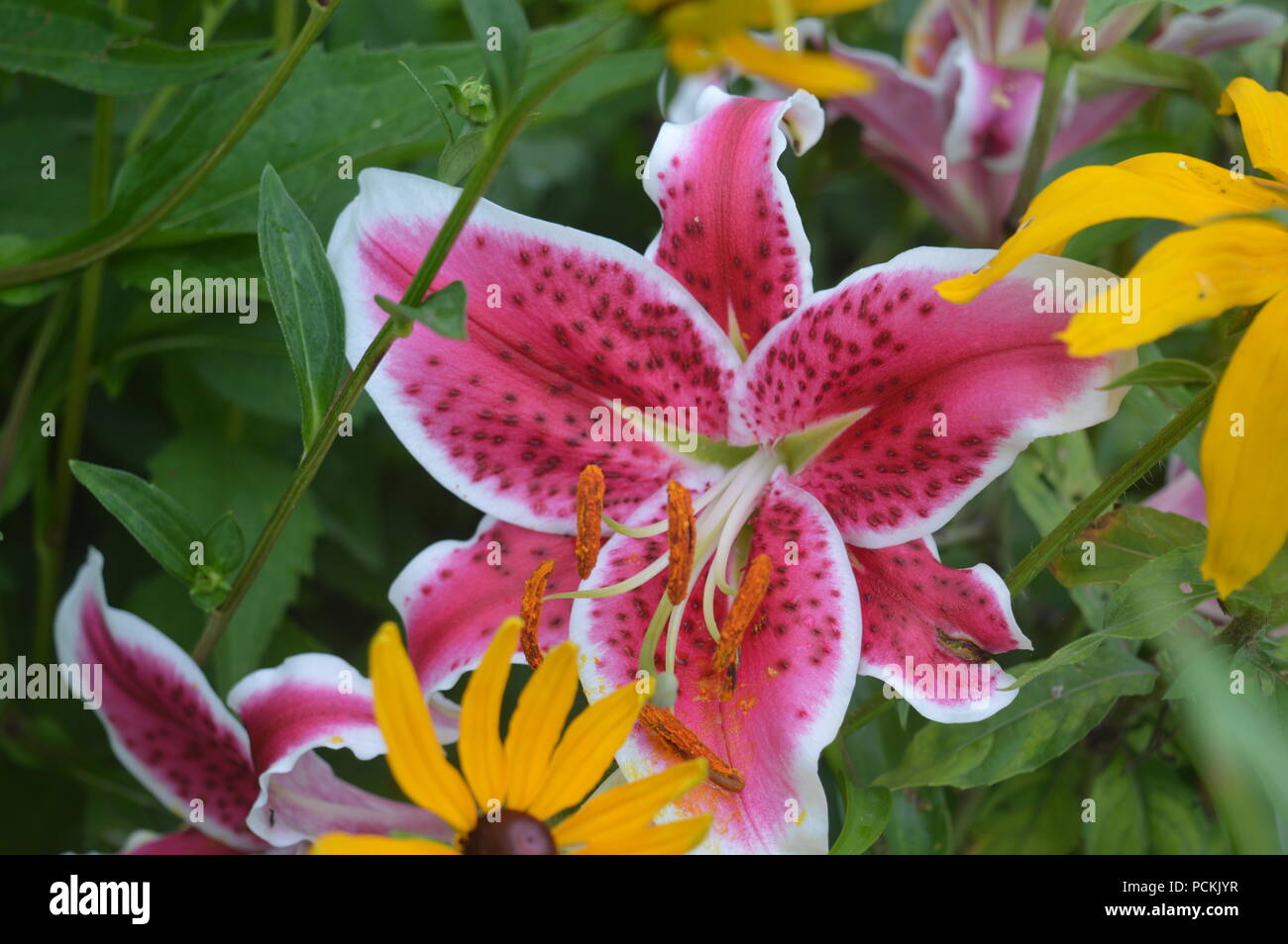 Lilien im Garten Stockfoto