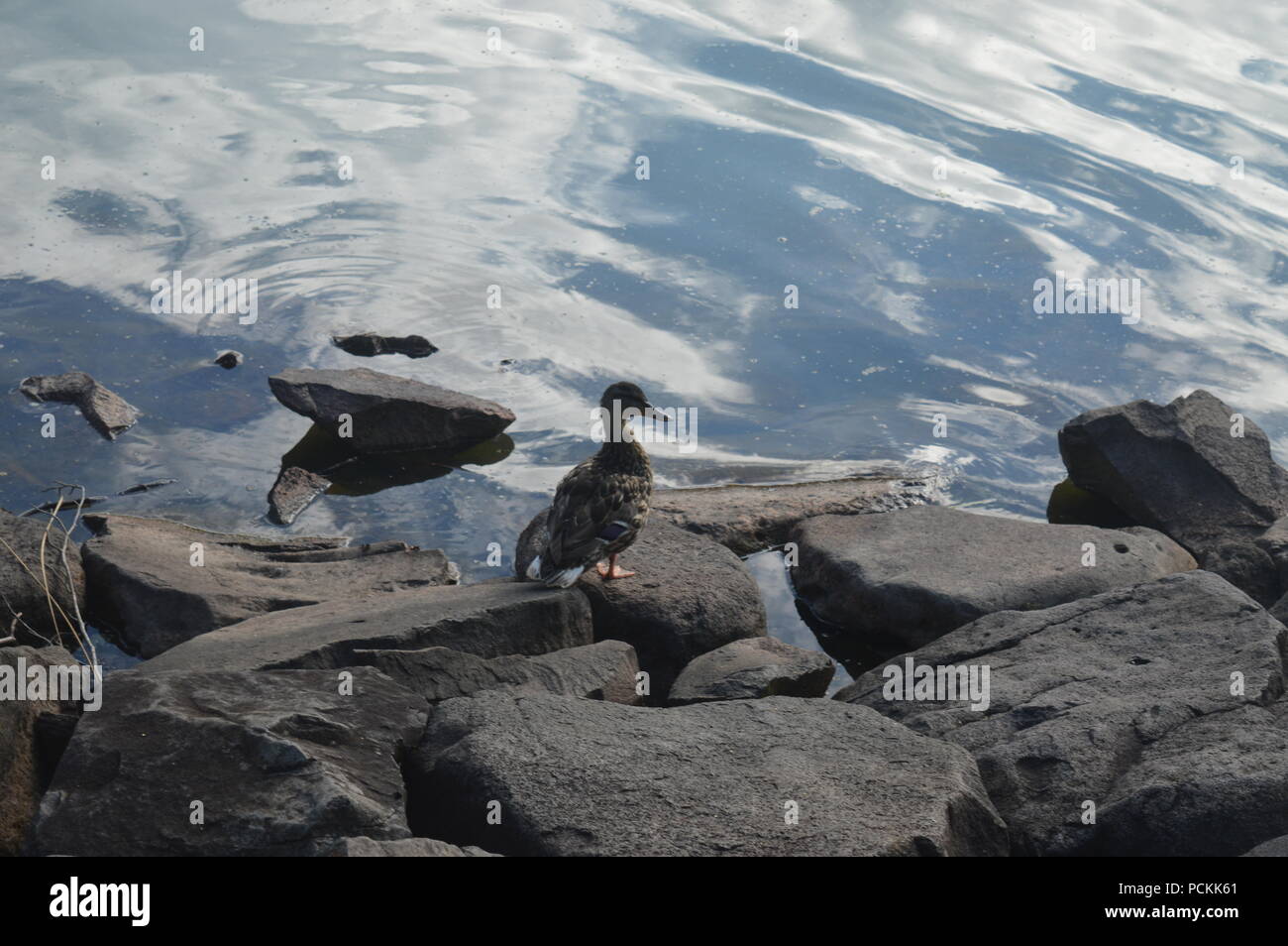 Wilde Enten am Ufer eines Sees Stockfoto