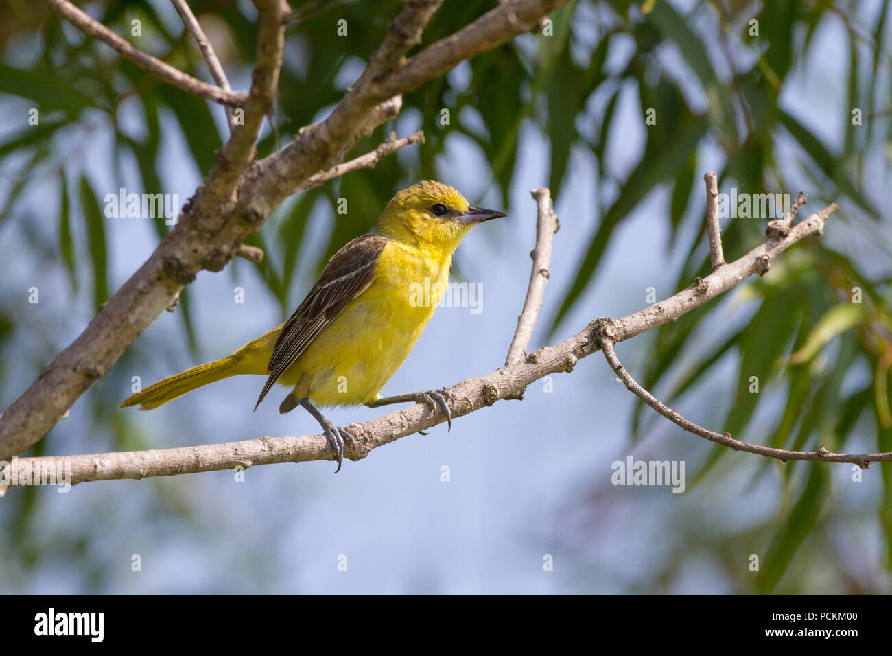 Ein weiblicher Obstgarten oriole, Ictrus spurius, auf einem Barsch. Stockfoto