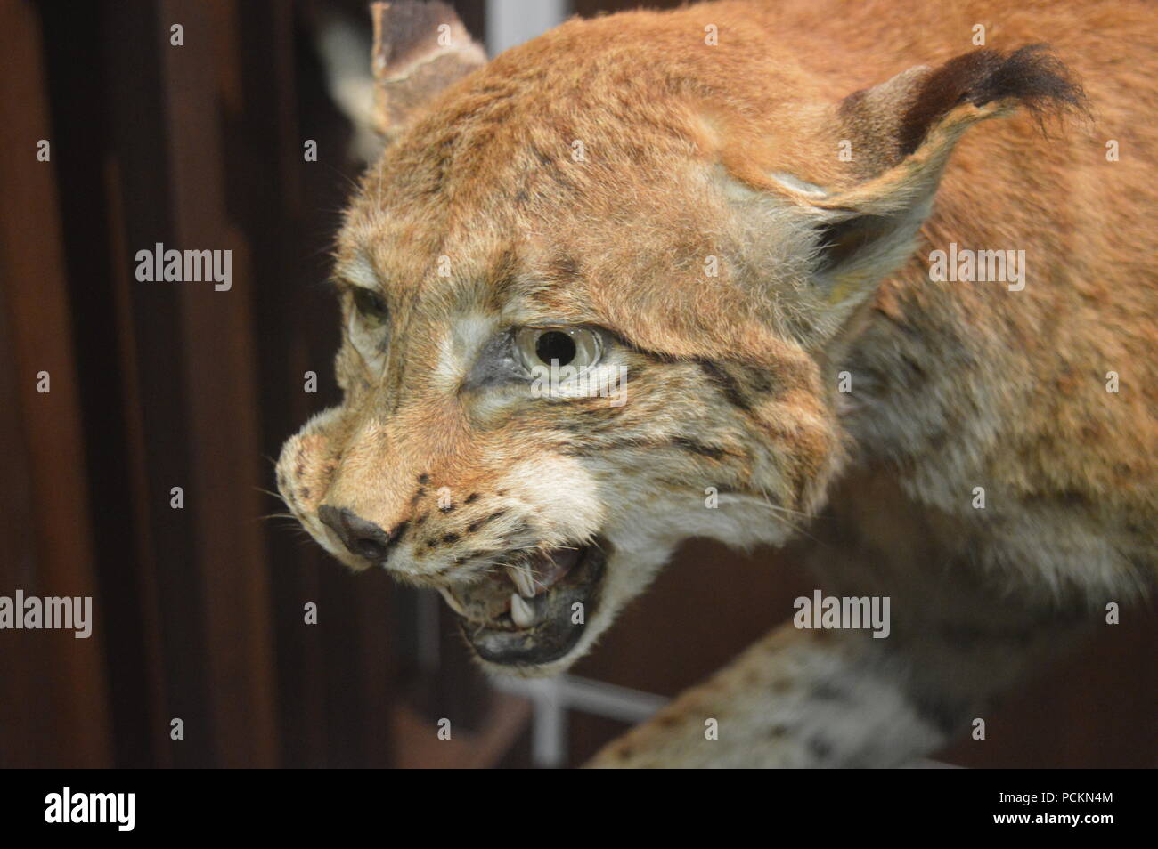 Der "August-von-spiess' Museum der Jagd Stockfoto