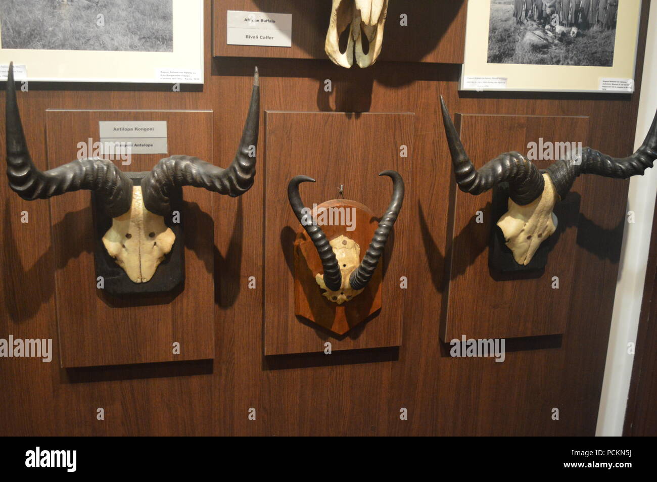 Der "August-von-spiess' Museum der Jagd Stockfoto