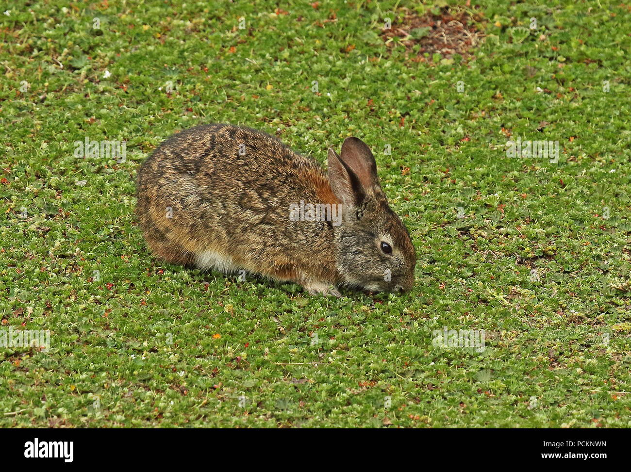 Gemeinsame Tapeti (Sylvilagus brasiliensis) nach der Fütterung onlow Vegetation La Mica, Antisana, Ecuador Februar Stockfoto