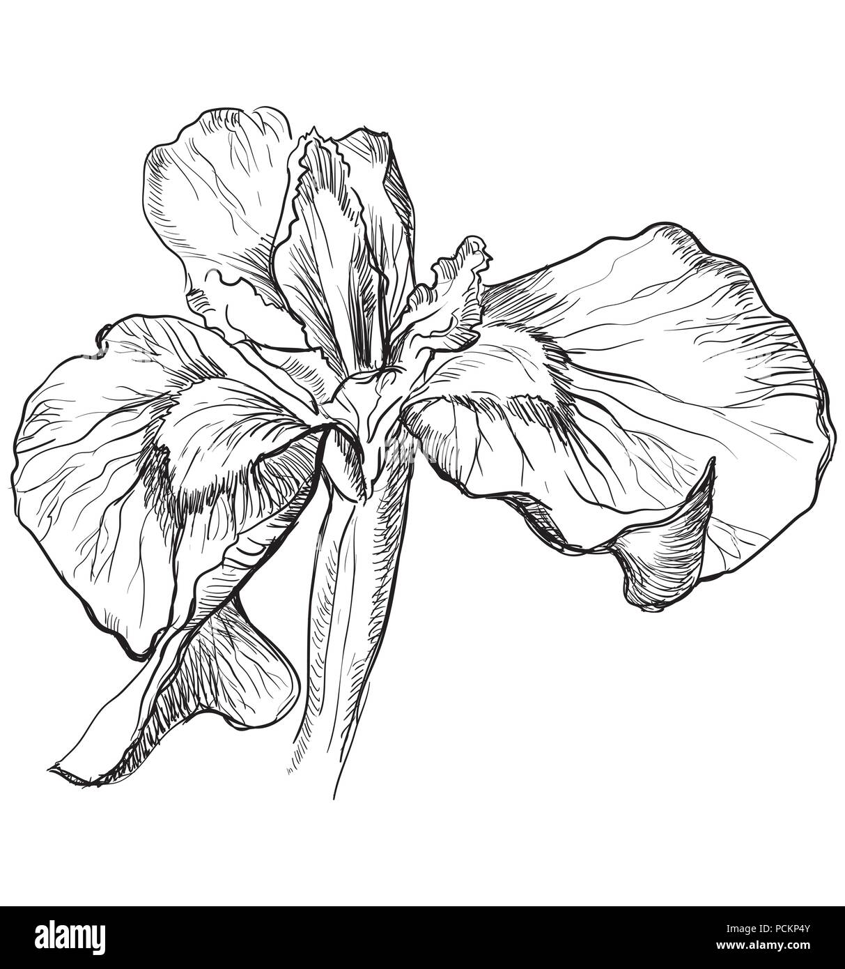 Hand Iris Blume gezeichnet. Vektor monochromen Abbildung auf weißem Hintergrund. Stock Vektor