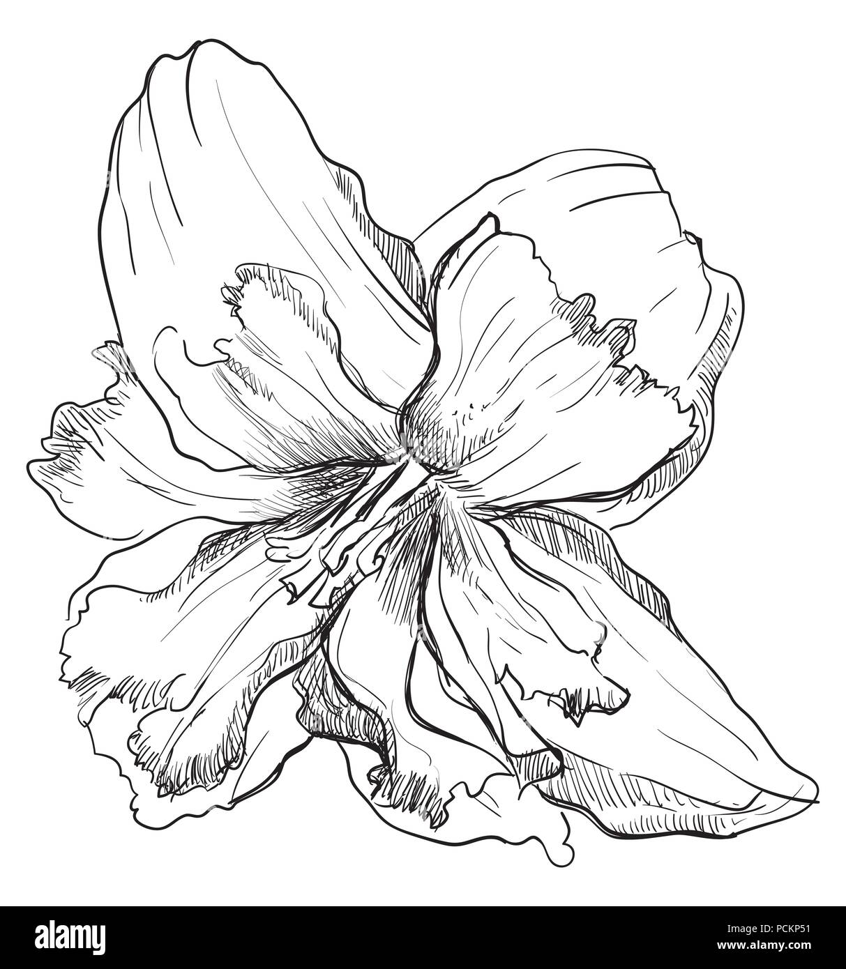 Hand Narzisse Blume gezeichnet. Vektor monochromen Abbildung auf weißem Hintergrund. Stock Vektor