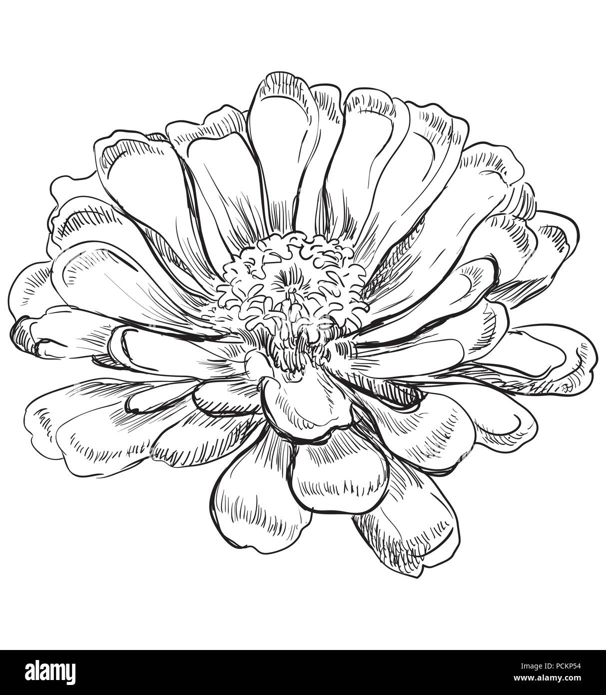 Hand Zinnia Blume gezeichnet. Vektor monochromen Abbildung auf weißem Hintergrund. Stock Vektor