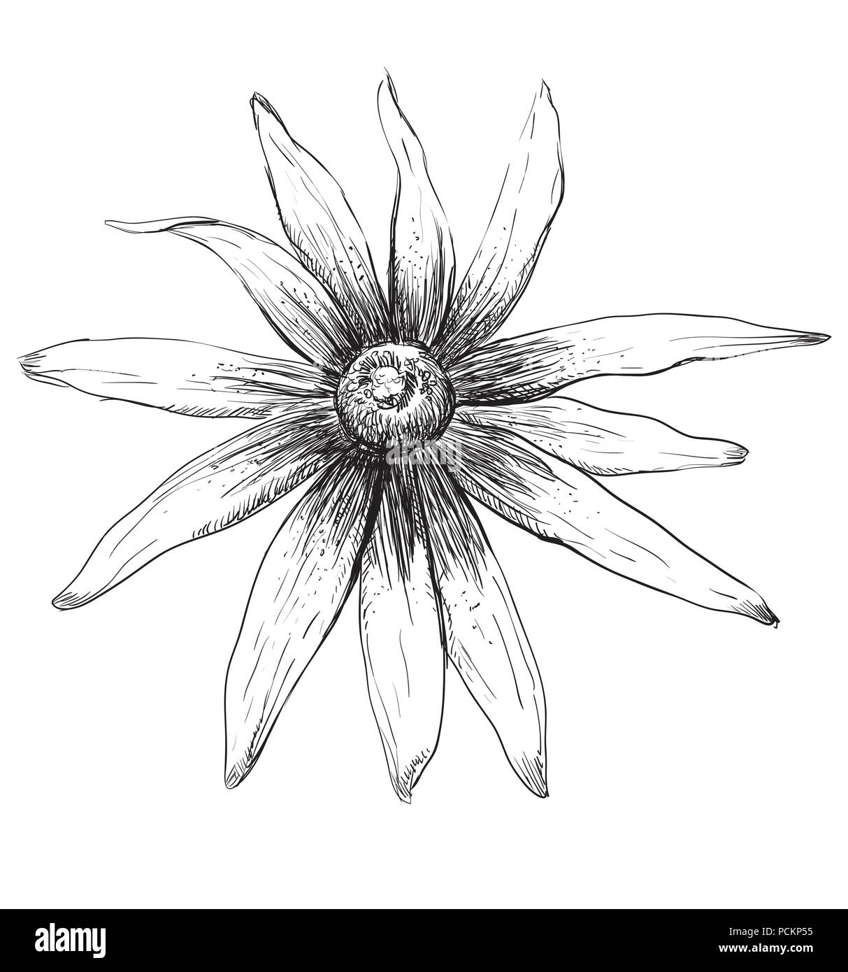 Hand Rudbeckien Blumen gezeichnet. Vektor monochromen Abbildung auf weißem Hintergrund. Stock Vektor