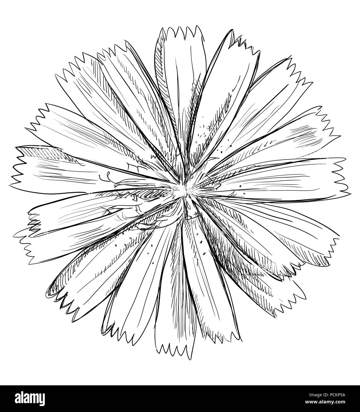 Hand Cichorium Blume gezeichnet. Vektor monochromen Abbildung auf weißem Hintergrund. Stock Vektor