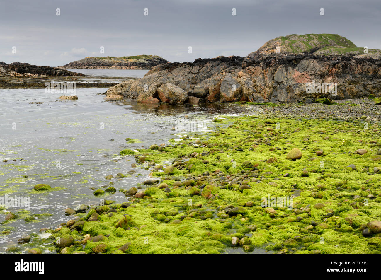 Helle grüne Fadenalgen auf Felsen am Ufer der Bucht an der Rückseite des Ozeans Die Machair auf der Isle of Iona Inneren Hebriden Schottland Großbritannien Stockfoto