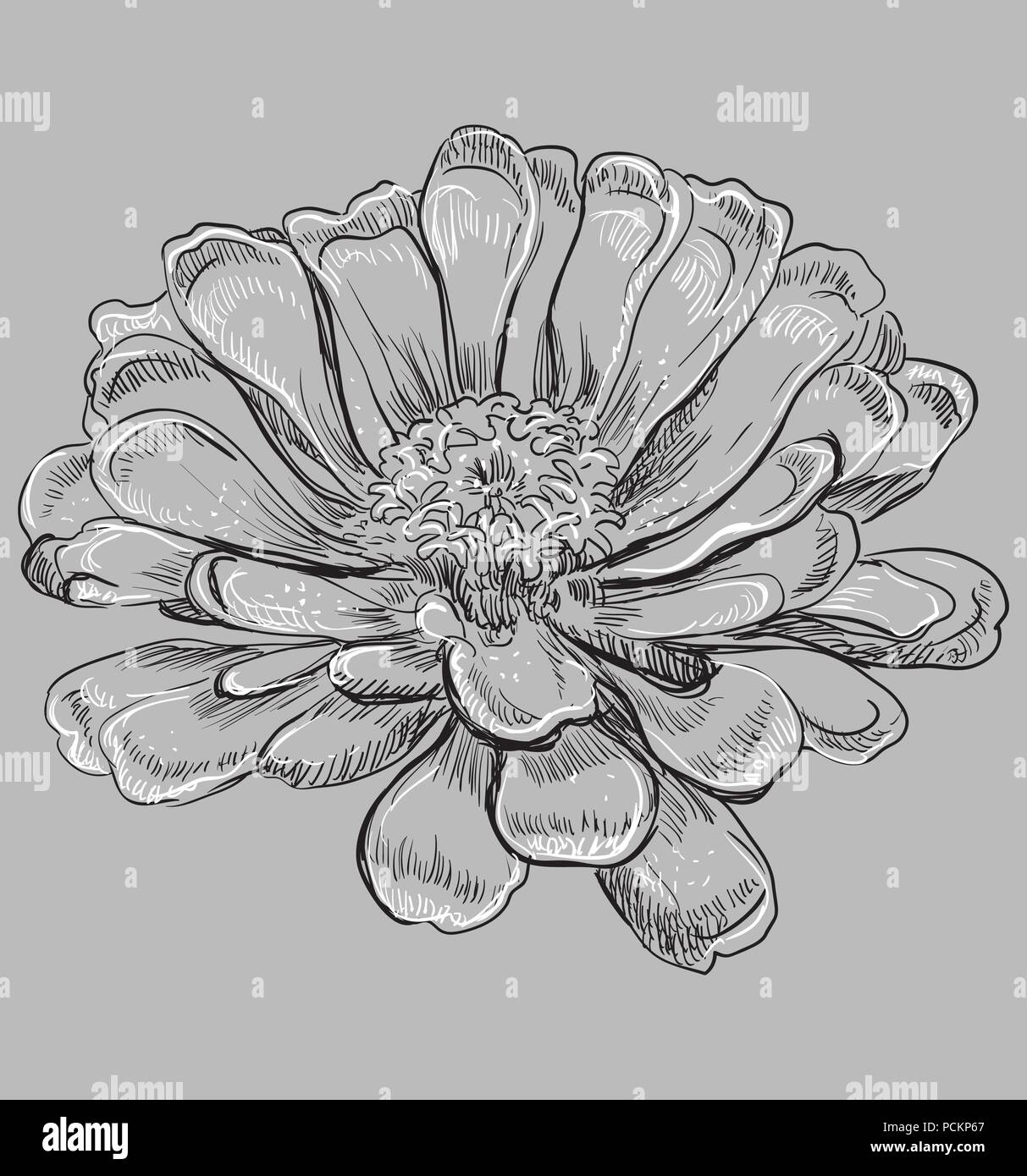 Hand Zinnia Blume gezeichnet. Vektor monochromen Abbildung auf grauen Hintergrund isoliert. Stock Vektor