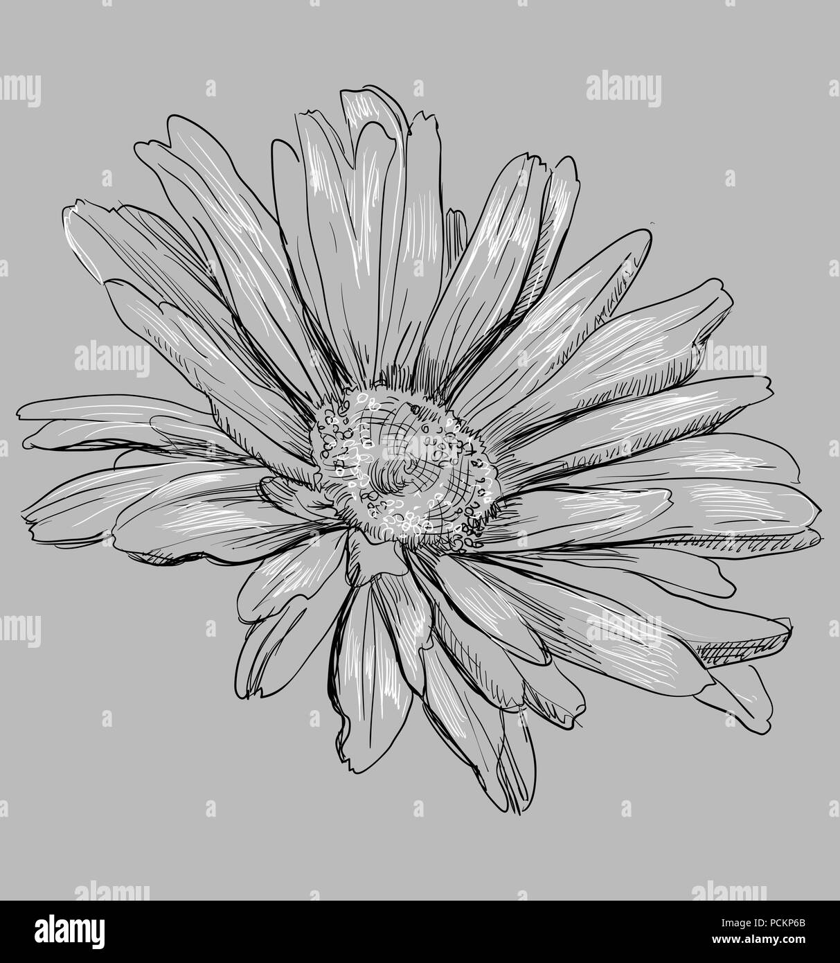 Hand Chamomilla Blume gezeichnet. Vektor monochromen Abbildung auf grauen Hintergrund isoliert. Stock Vektor