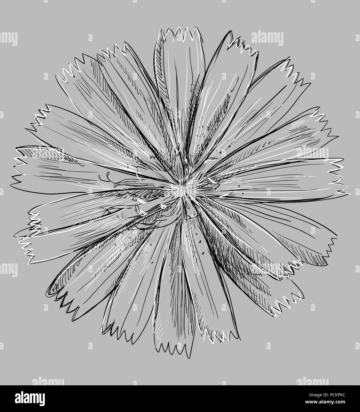 Hand Cichorium Blume gezeichnet. Vektor monochromen Abbildung auf grauen Hintergrund isoliert. Stock Vektor