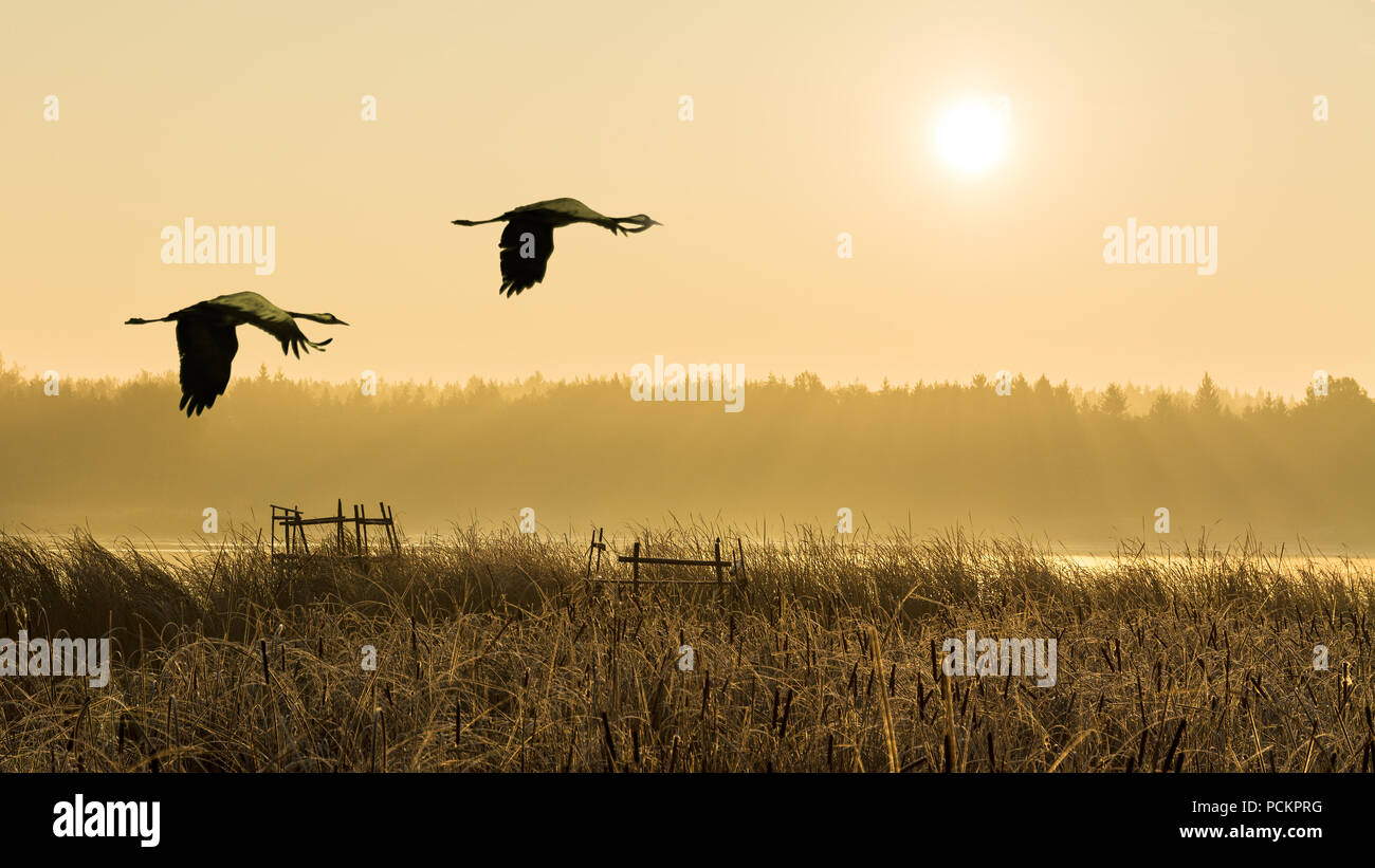 Paar fliegende Graureiher bei Sonnenaufgang, Wasser, Schilf. Ardea cinerea. Paar watende Vögel im Flug. Romantische Landschaft, Wald, Nebel. Teich beleuchtet von Sun. Stockfoto