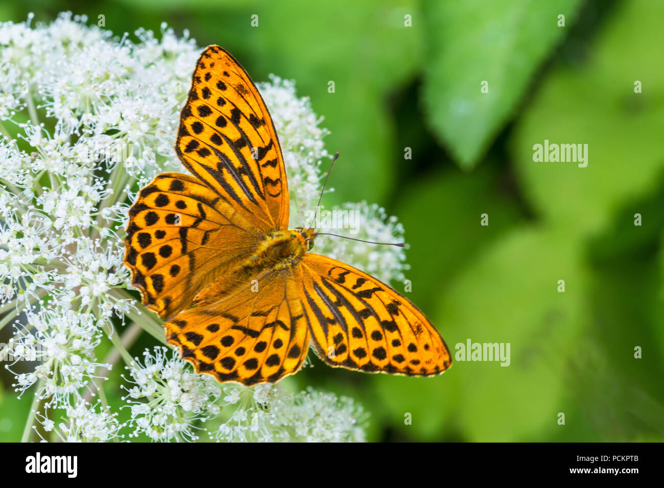 Silber - gewaschen fritillary. Boden Holunder Blume. Ceriagrion tenellum. Aaegopodium Podagraria. Orange Schmetterling Detail. Schwarz gefleckt offenen Flügeln. White Weeds. Stockfoto
