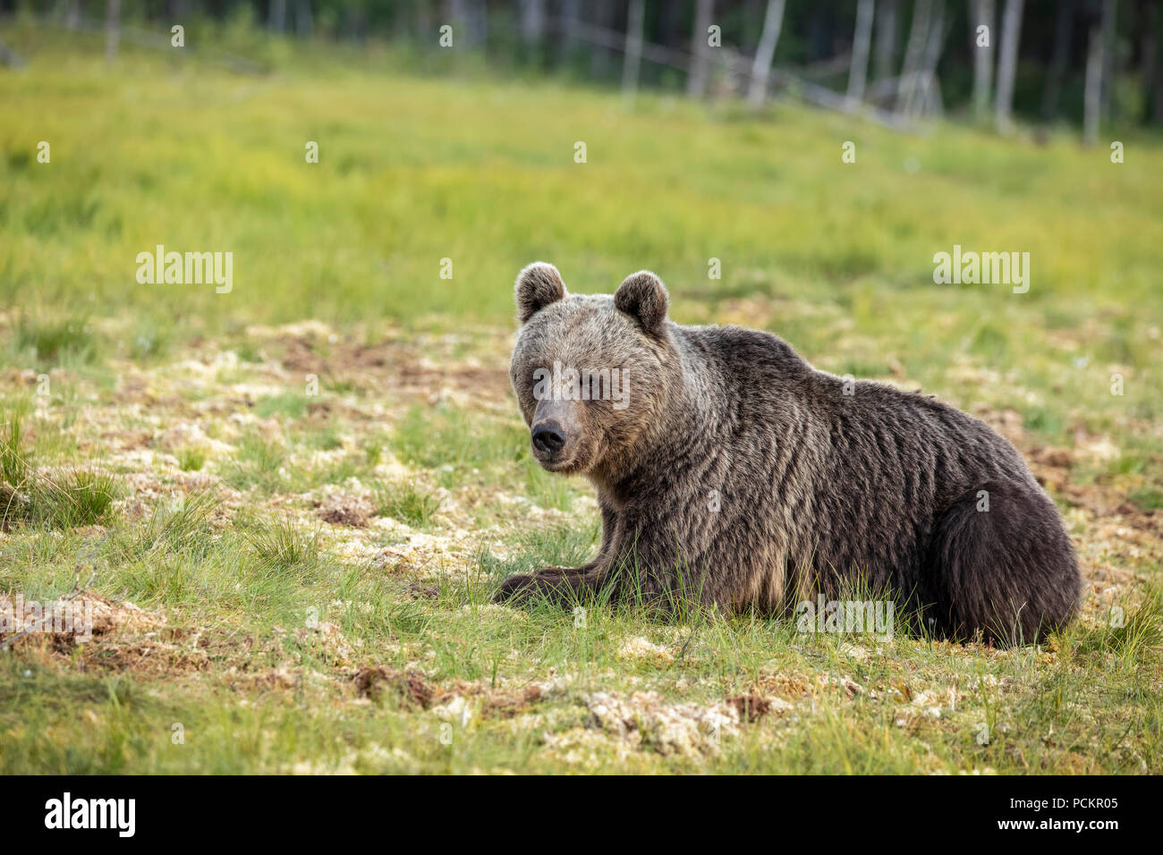 Wilde Braunbären in Finnland Stockfoto