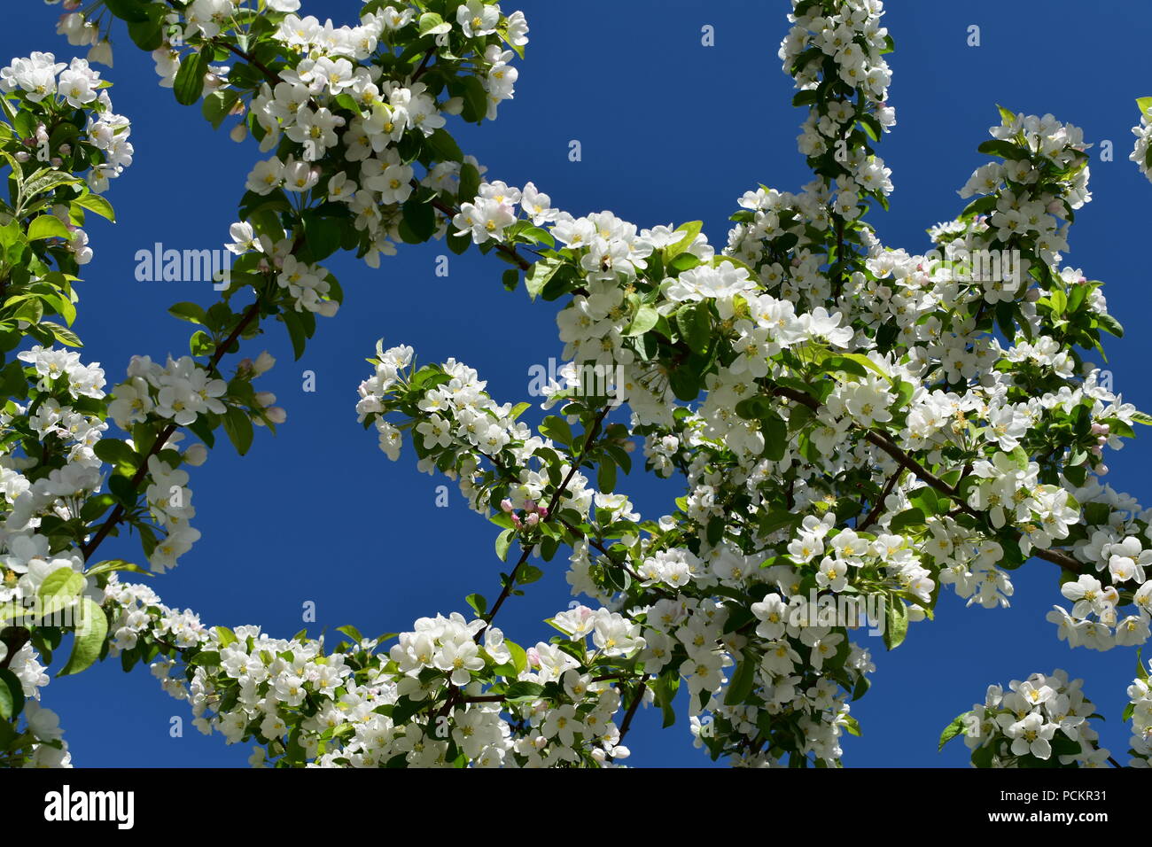 Kirschbaum blume Fotos und Bildmaterial in hoher Auflösung Alamy
