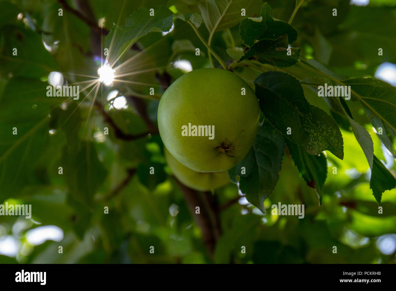 Grüner Apfel am Baum Stockfoto