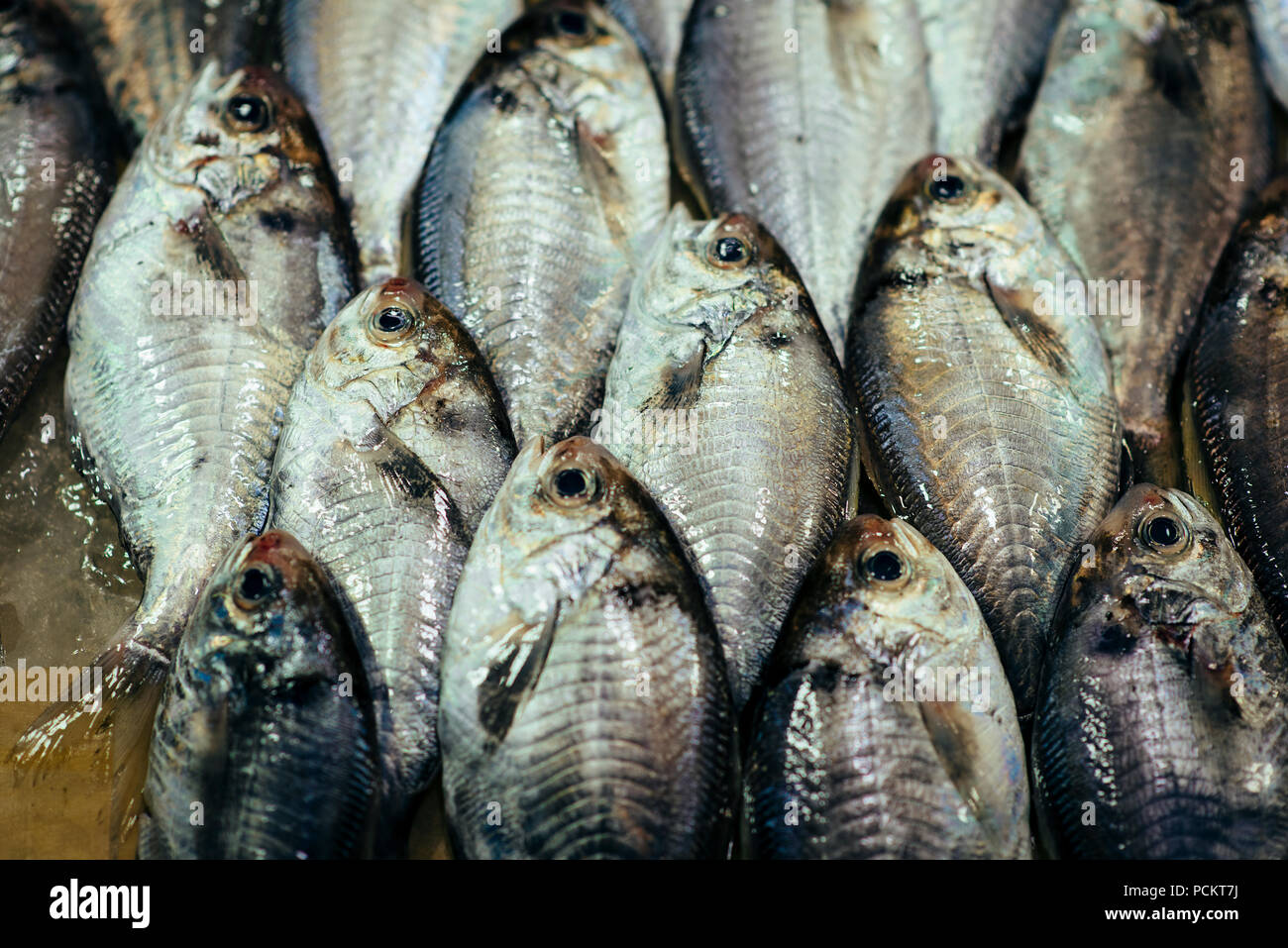 Exotische Fische in einem Muster auf einem Markt stehen Stockfoto