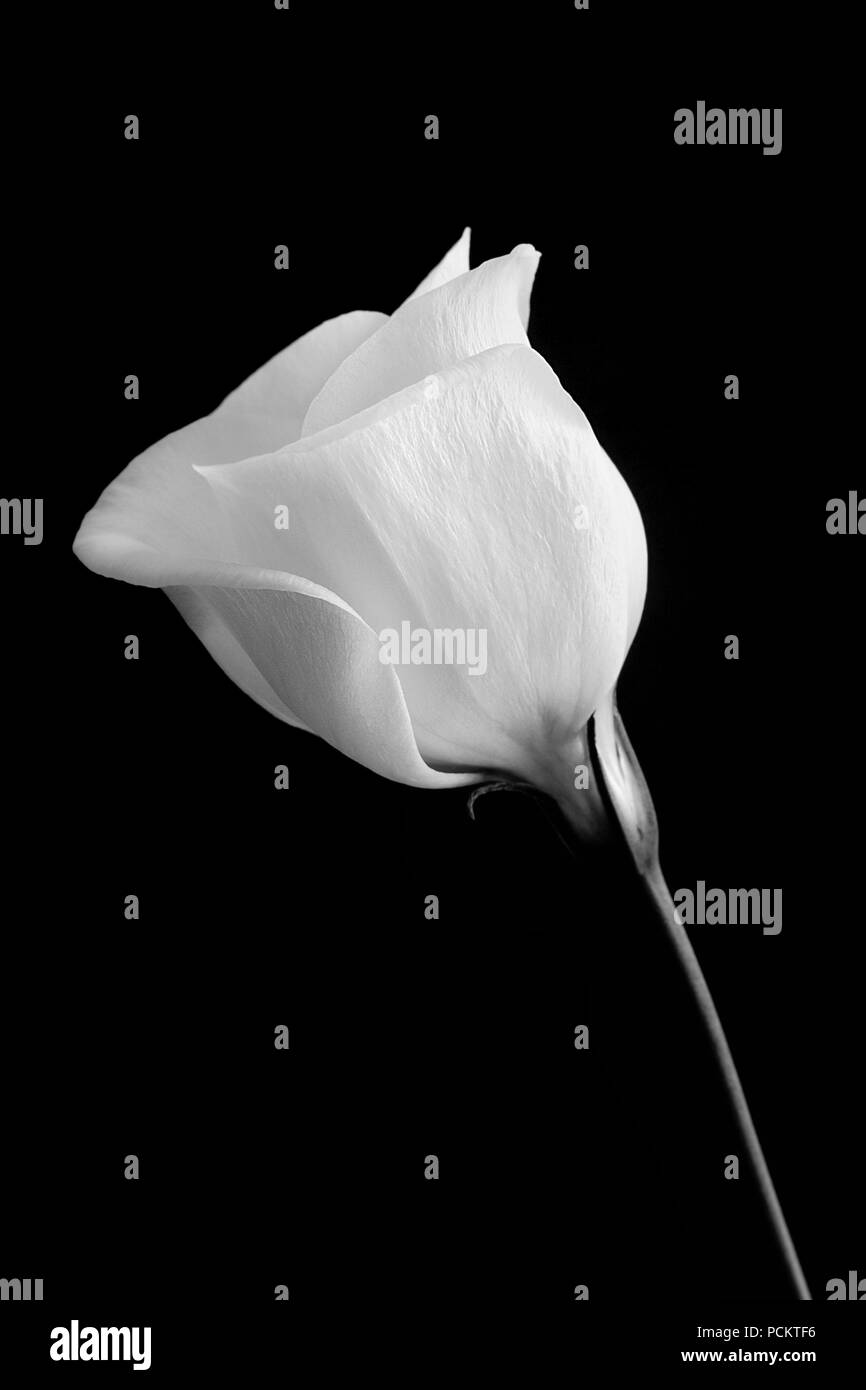 Lisianthus Blumen auf schwarzem Hintergrund Stockfoto