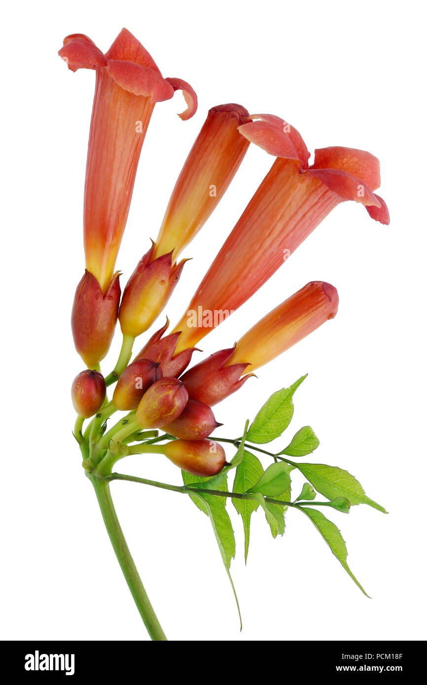 Trompete Kriechgang chinesischen campsis Pflanze Zweig mit Blüten und Knospen. Auf weissem studio Makroaufnahme isoliert Stockfoto