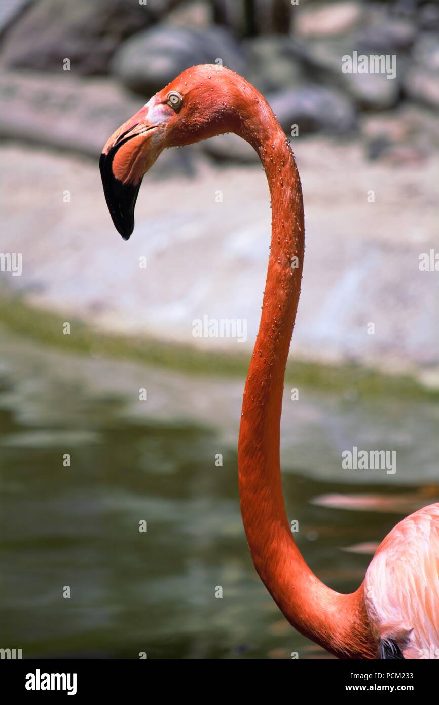 Flamingos (Phoenicopteridae) Stockfoto