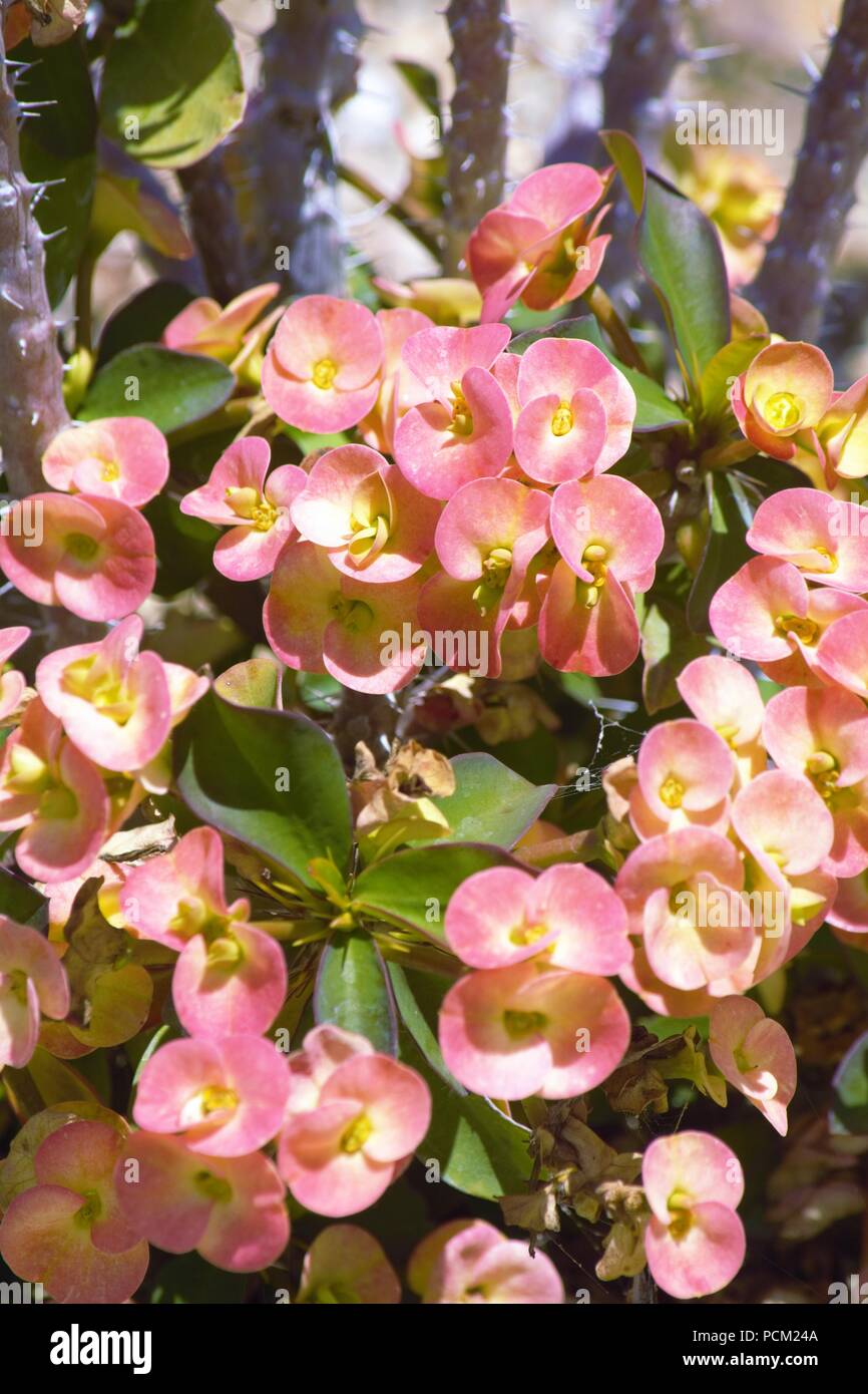 Dornenkrone; Euphorbia milii Stockfoto