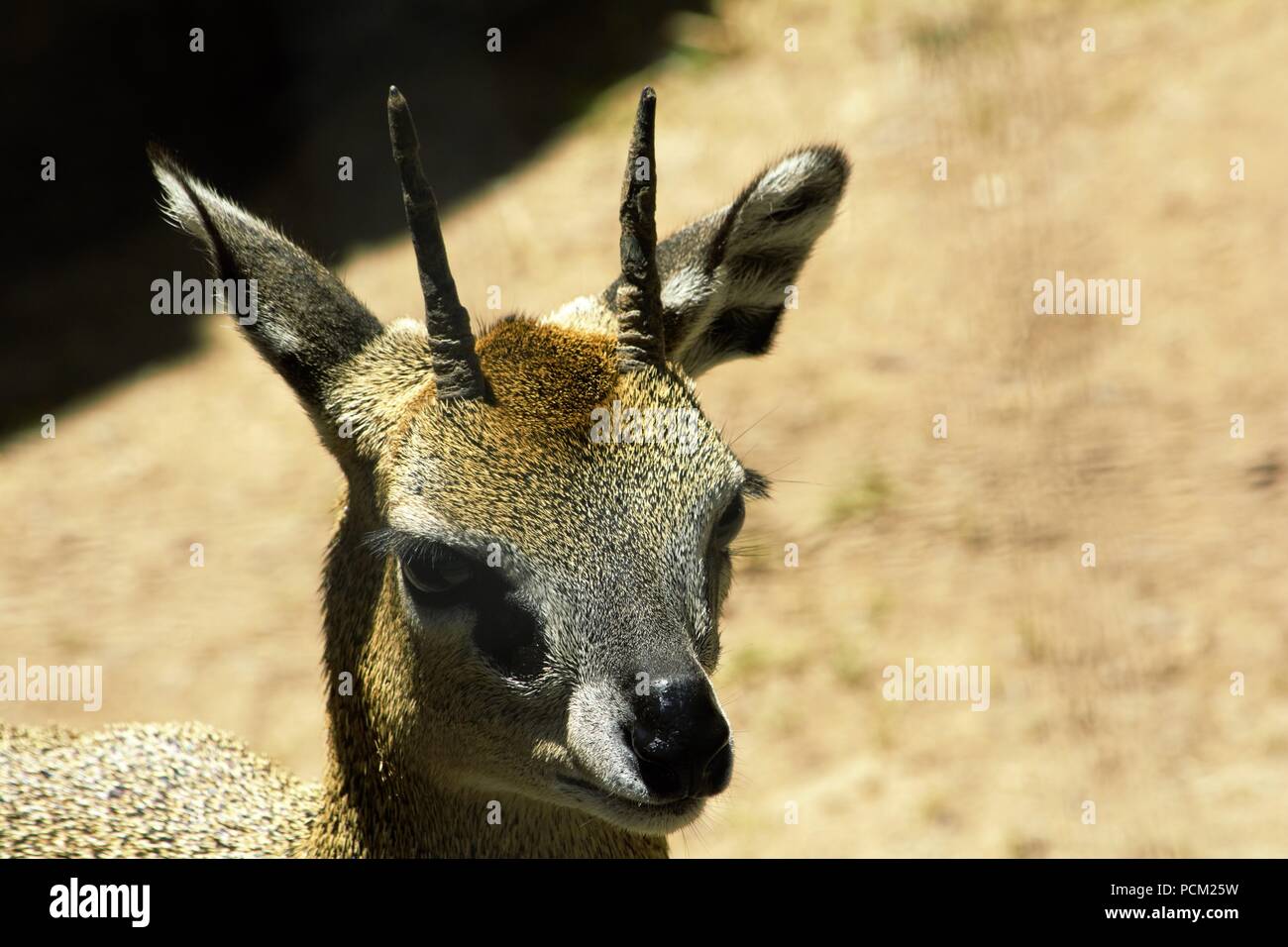 Klipspringer (Oreotragus Oreotragus) Stockfoto