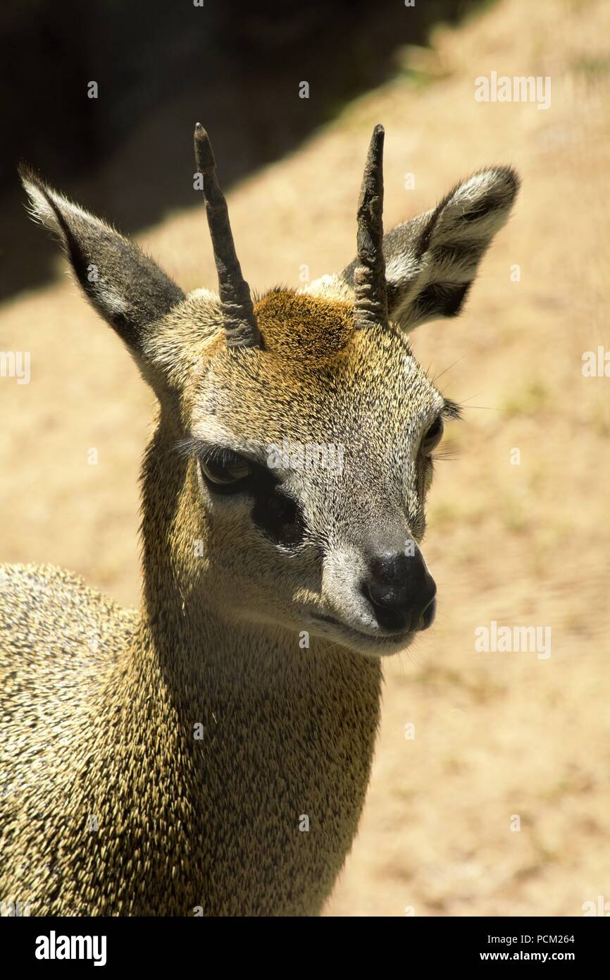 Klipspringer (Oreotragus Oreotragus) Stockfoto