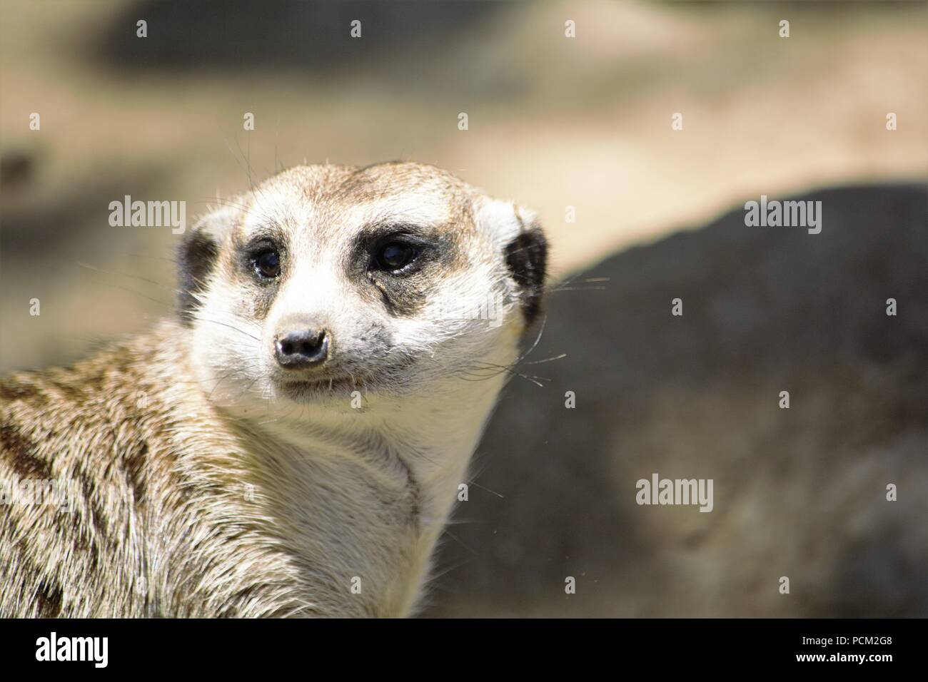 Erdmännchen (Suricata Suricatta) Stockfoto