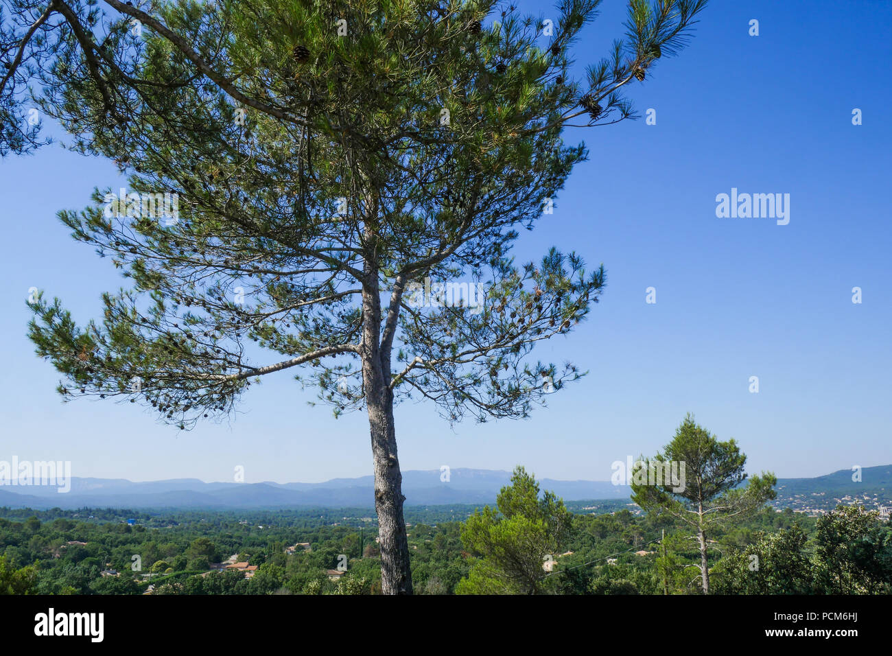 Mediterranen Wald, Saint-Maximin-la Sainte Baume, Var, Frankreich Stockfoto