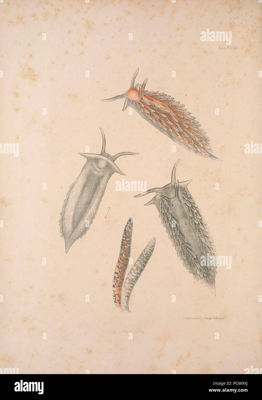 AlderHancockFam 3 Platte 23. Stockfoto