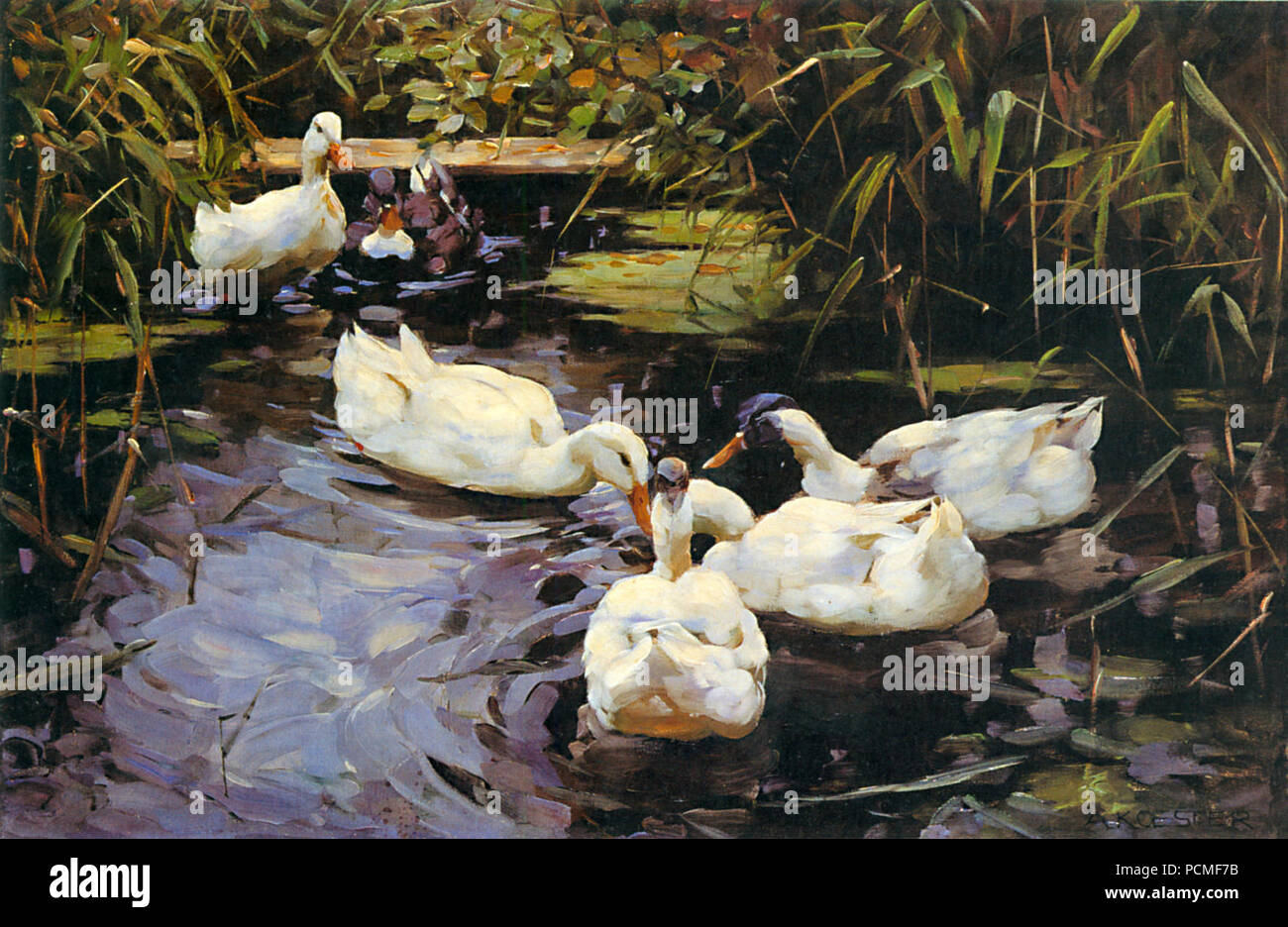 Alexander Koester-Enten. Stockfoto