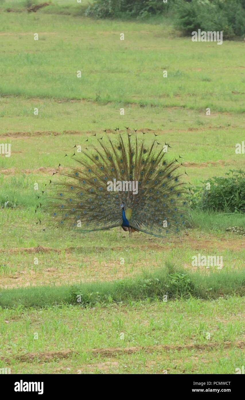 August 3, 2018 - Allahabad, Uttar Pradesh, Indien - Firozabad: ein Pfau seine volle Federn am Rande des Firozabad in der Nähe von Agra-Lucknow Expressway auf 03-08-2018 zeigen. (Bild: © Prabhat Kumar Verma über ZUMA Draht) Stockfoto