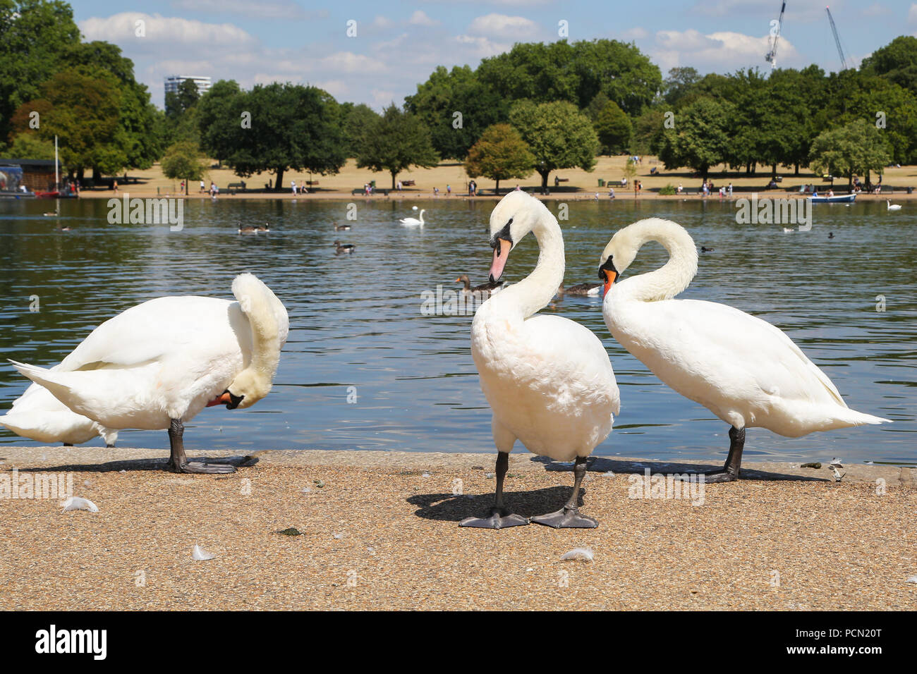 Die Serpentine, Hyde Park. UK 3 Aug 2018 - weiße Schwäne kam aus dem See in Hyde Park an einem sehr heißen und schwülen Tag in der Hauptstadt. Nach dem Met Office die Hitzewelle ist, setzt sich fort in der UK und in Teilen von Europa in den kommenden Tagen mit Rekordtemperaturen erwartet. Credit: Dinendra Haria/Alamy leben Nachrichten Stockfoto