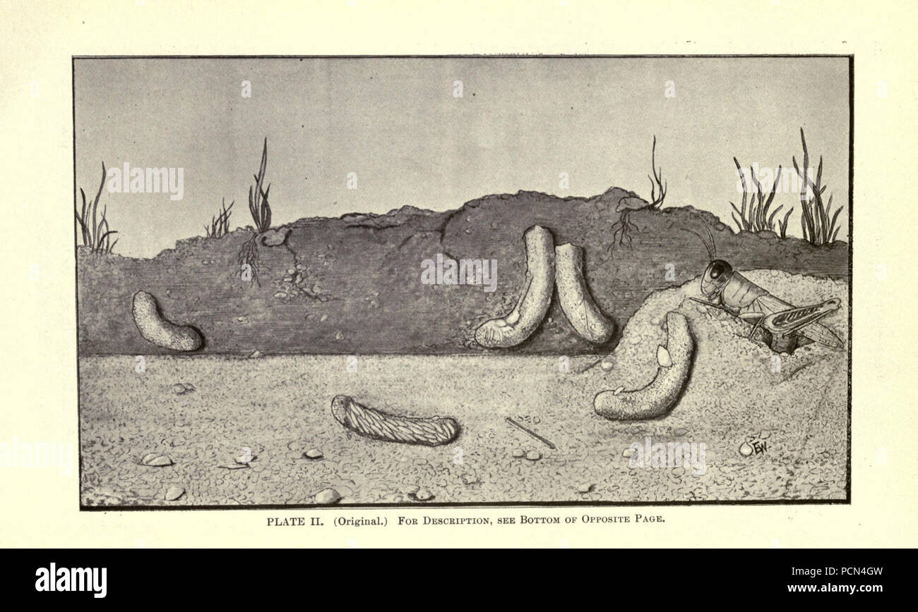 Luzerne, Heuschrecken, Bienen - ihre Beziehung (Seite 22) Stockfoto