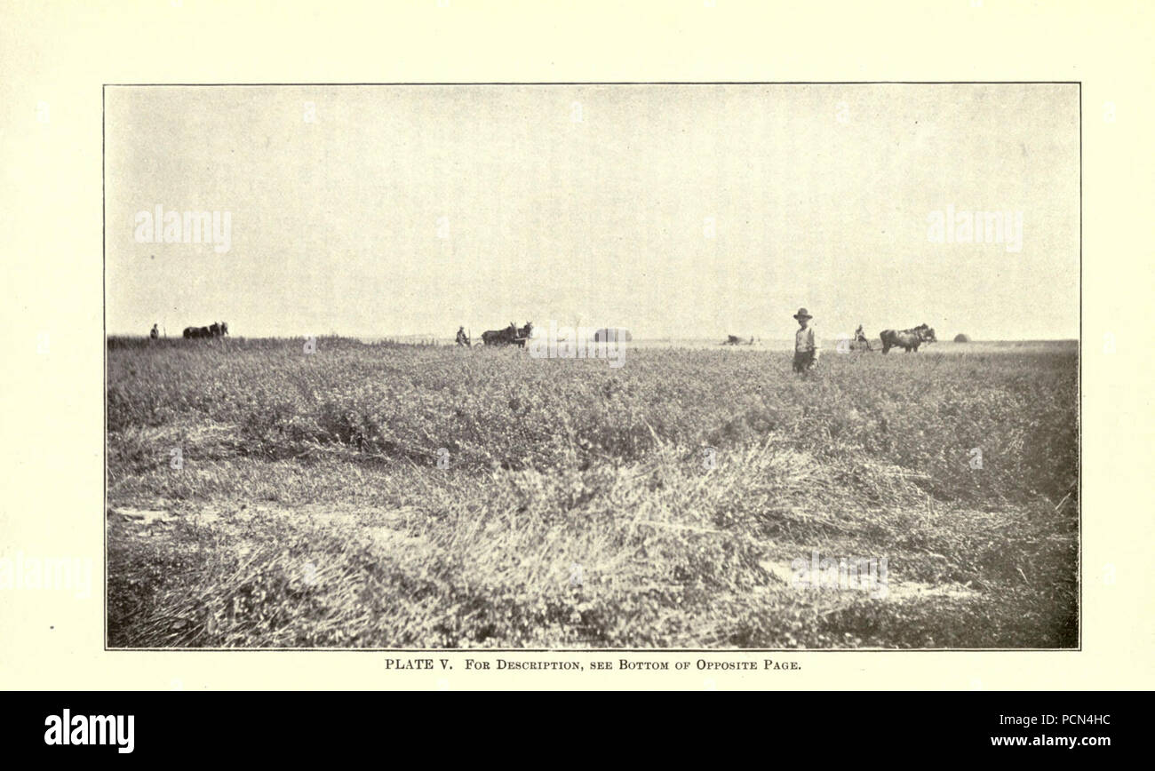 Luzerne, Heuschrecken, Bienen - ihre Beziehung (Seite 50) Stockfoto