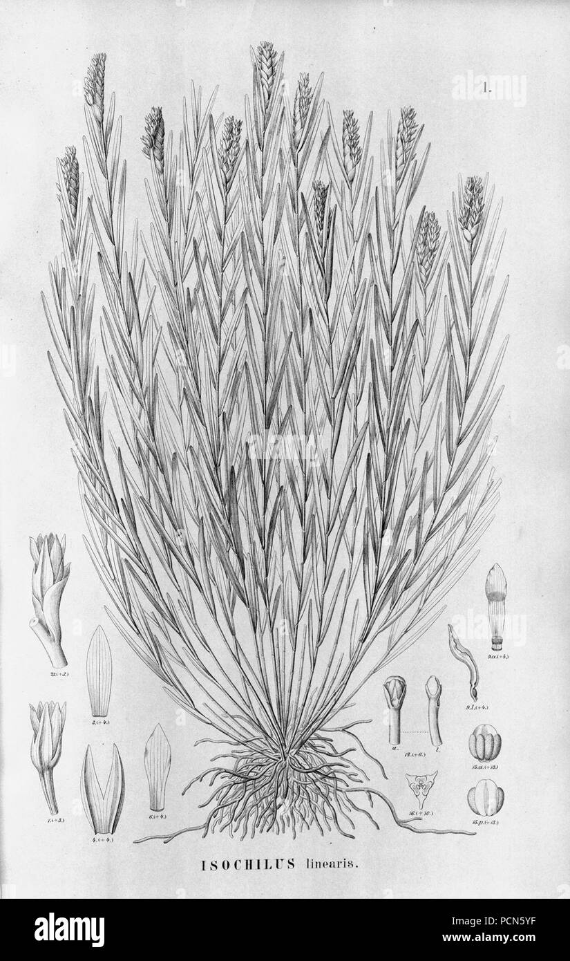 Alfred Cogniaux - Flora brasiliensis Vol. 3 pt. 5 - Orchidaceae - Platte 001 (1898-1902). Stockfoto