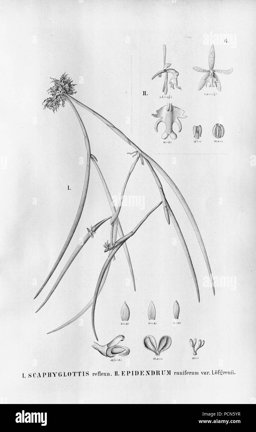 Alfred Cogniaux - Flora brasiliensis Vol. 3 pt. 5 - Orchidaceae - Platte 006 (1898-1902). Stockfoto