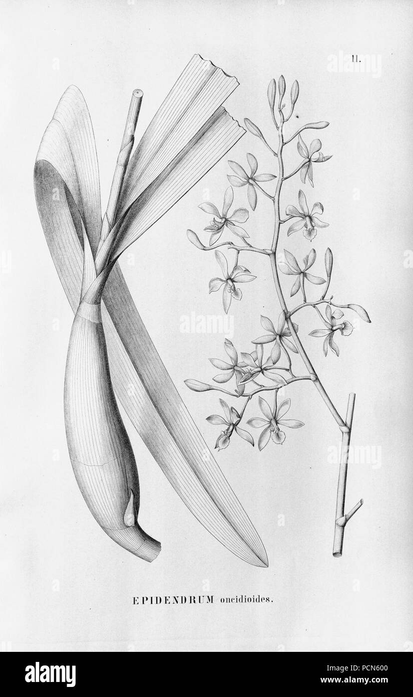 Alfred Cogniaux - Flora brasiliensis Vol. 3 pt. 5 - Orchidaceae - Platte 011 (1898-1902). Stockfoto
