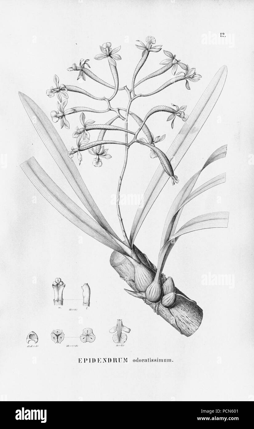 Alfred Cogniaux - Flora brasiliensis Vol. 3 pt. 5 - Orchidaceae - Platte 012 (1898-1902). Stockfoto