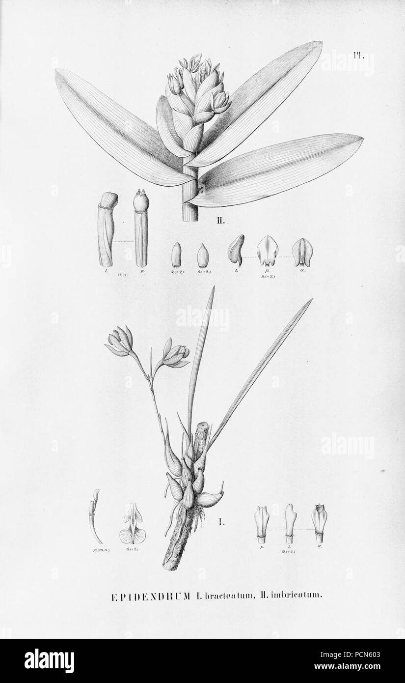 Alfred Cogniaux - Flora brasiliensis Vol. 3 pt. 5 - Orchidaceae - Platte 014 (1898-1902). Stockfoto